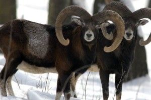 На Вінниччині розводять ланей та муфлонів