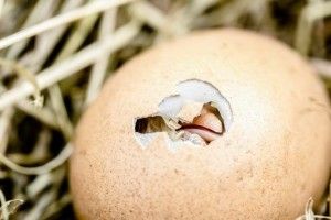 Волинські «ціпи» уколів не бояться!