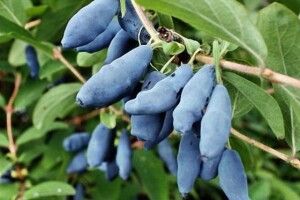 На Волині закладають найбільші в Україні плантації жимолості