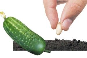Підготовка насіння огірків до посіву
