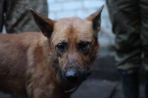 «Джек живе з військовими на війні»