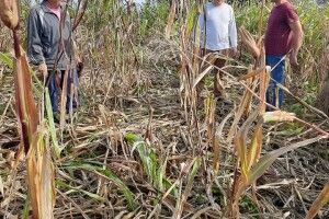 На Волині дикі кабани знищили врожаї людям (Фото)