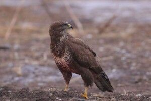 Природозахисниця закликала фермерів думати не тільки про «бабло»