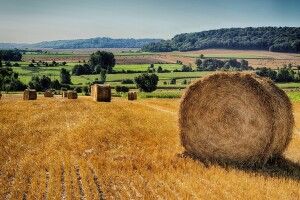 Сільське господарство: як Волинь виглядає на тлі інших областей 