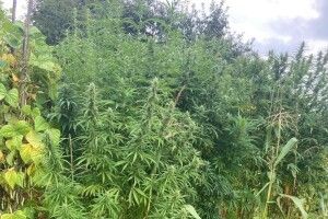 Ківерцівські поліцейські виявили незаконний посів коноплі (Фото)