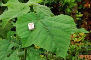 У Луцьку Центральний парк пропонують засадити швидкорослими деревами-гігантами