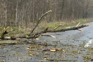На Волині негода звалила дерево