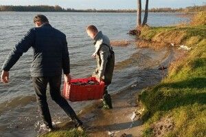 На Волині у два озера випустили тонну коропів