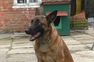 Собака  врятував життя господині, яка впала у погріб