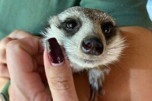 Аби лиш у хлопця вистачило здоров'я: в трьох луцьких сурикаток нарешті з'явився кавалер (Фото)