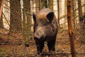 Костопільчанин зумів зблизька сфотографувати в лісах Рівненщини кабана-іклана