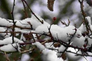 На Волині в лісі загинув чоловік