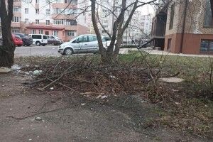 Муніципали штрафують лучан, які не вивозять гілля (Фото) 