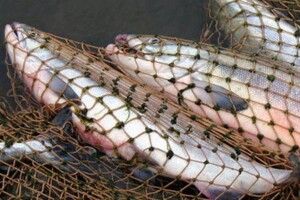 Скільки порушень виявили під час рибоохоронних рейдів на водоймах Волині