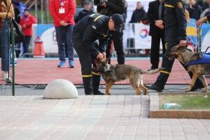 Лорда, Ліку, Леді, Карму та Урі посвятили у цуценят-рятувальників (фото)
