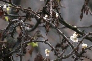 Передноворічна аномалія: у Рівному розквітла слива