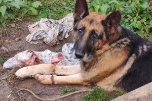 На Волині жінка до смерті закатувала собаку  