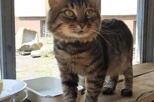 У Дніпрі кіт Семен влаштувався на роботу в історичний музей