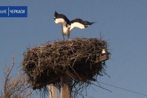 Лелеки сорок років повертаються до одного села