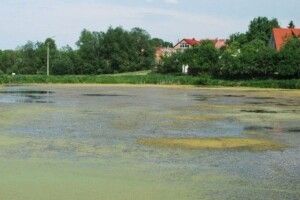 Що робити із ставками на Кічкарівці у Луцьку?