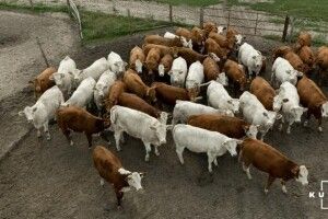 В українських фермерів є можливість купувати корів по 100$ за голову