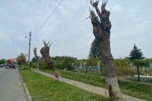 Через гусінь у Ковелі чикрижать усі гілки на деревах – залишається тільки стовбур (Фото)