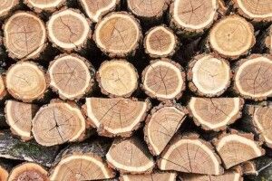 У волинян вилучили близько сотні кубів деревини: тривають обшуки