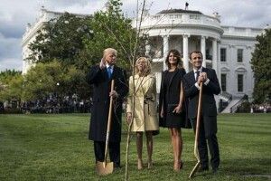 Зник «дуб дружби», посаджений Трампом і Макроном біля Білого дому