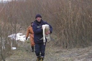 Бійці ДСНС врятували лебедя (фото)