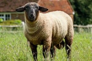 Барана продали за півтора мільйона гривень