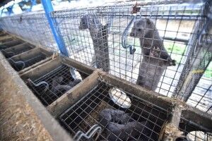 У Данії знищать усіх норок, щоб зупинити мутацію коронавірусу