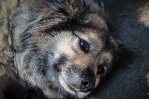 Легендарна луцька песя Ада знайшла свою Людину (Фото)