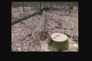 На Волині шукають викрадені дуби