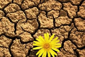 Стало відомо, скільки українських земель страждають від зневоднення