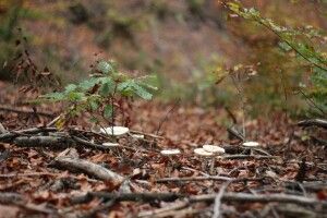 Четверо людей на Ковельщині назбирали в лісі грибів і заблукали