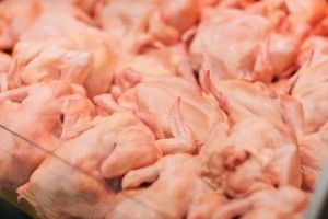 Українські птахи в світовому тренді!