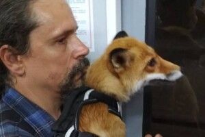 У київському метро бачили лисицю