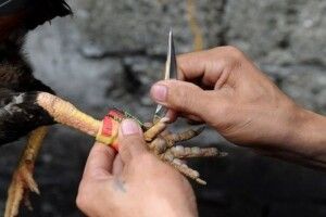 Півень вбив поліцейського під час рейду 