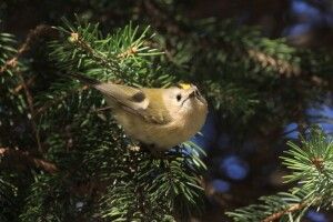 У Цуманській пущі наминає короїдів найменший птах України (Фото)