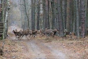 Нацпарк «Цуманська пуща» кличе крокувати «Стежиною Весни» і пити зварене на вогні какао 