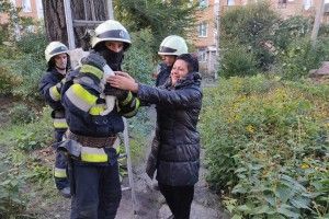 Кота-верхолаза рятували за допомогою триколінної драбини