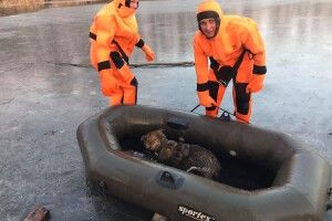 Бійці ДСНС врятували пса, який провалився під кригу на Ворсклі (Фото)