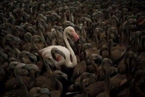 В Іспанії народилася рекордна кількість фламінго