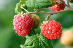 Українські фермери наростили експорт ягід на 60 відсотків