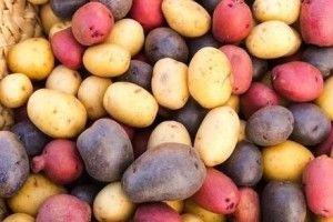 Українські вчені створили понад 100 сортів картоплі