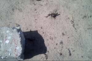 На Волині виявили поховання часів Першої світової війни просто серед дороги (відео)