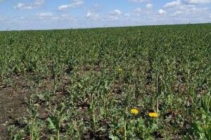 Весняна посівна на Волині: як заморозки і підтоплення вже вплинули на врожай і ціну