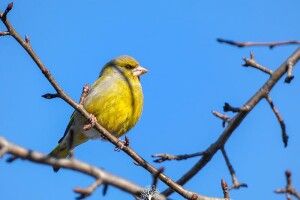 Рівненський фотограф зазнімкував рідкісного птаха (Фото)