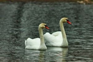 Ківерецькі шипуни знялися у бомбезній фотосесії (фото)