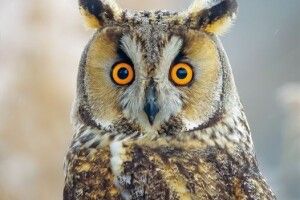 У Києві фотомисливець зробив приголомшливий портрет вухатої сови